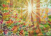 Bild: Achtermannurwaldsonne